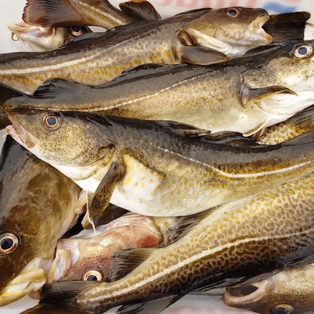 Fresh Atlantic Cod for sale