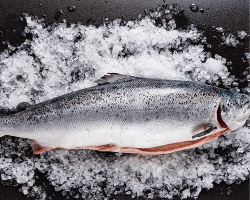 Fresh Salmon Supplier