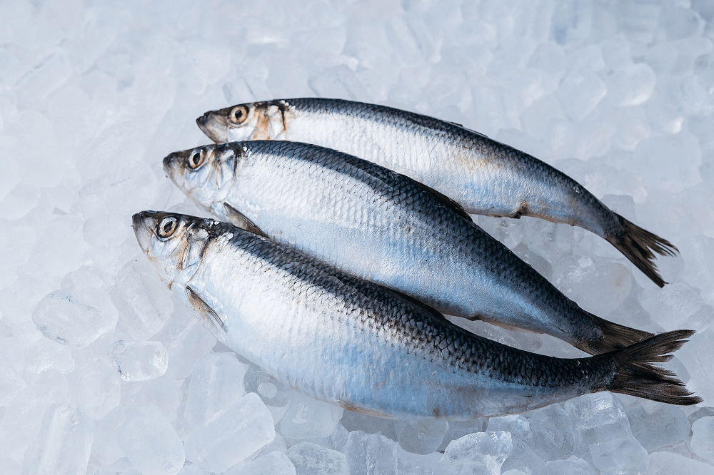 Frozen Atlantic Herring Supplier