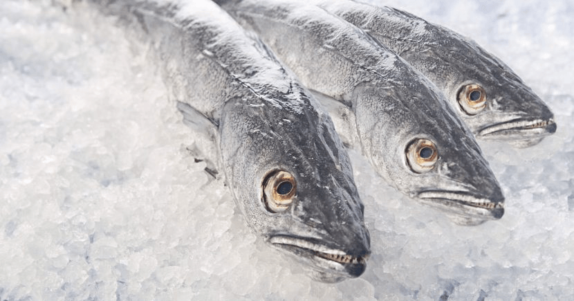 Frozen Hake Supplier