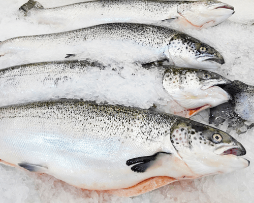 Frozen Atlantic salmon for sale