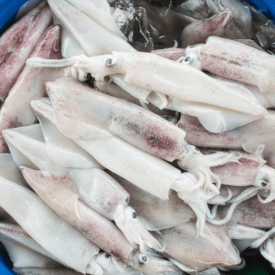 Frozen Squid Exporter