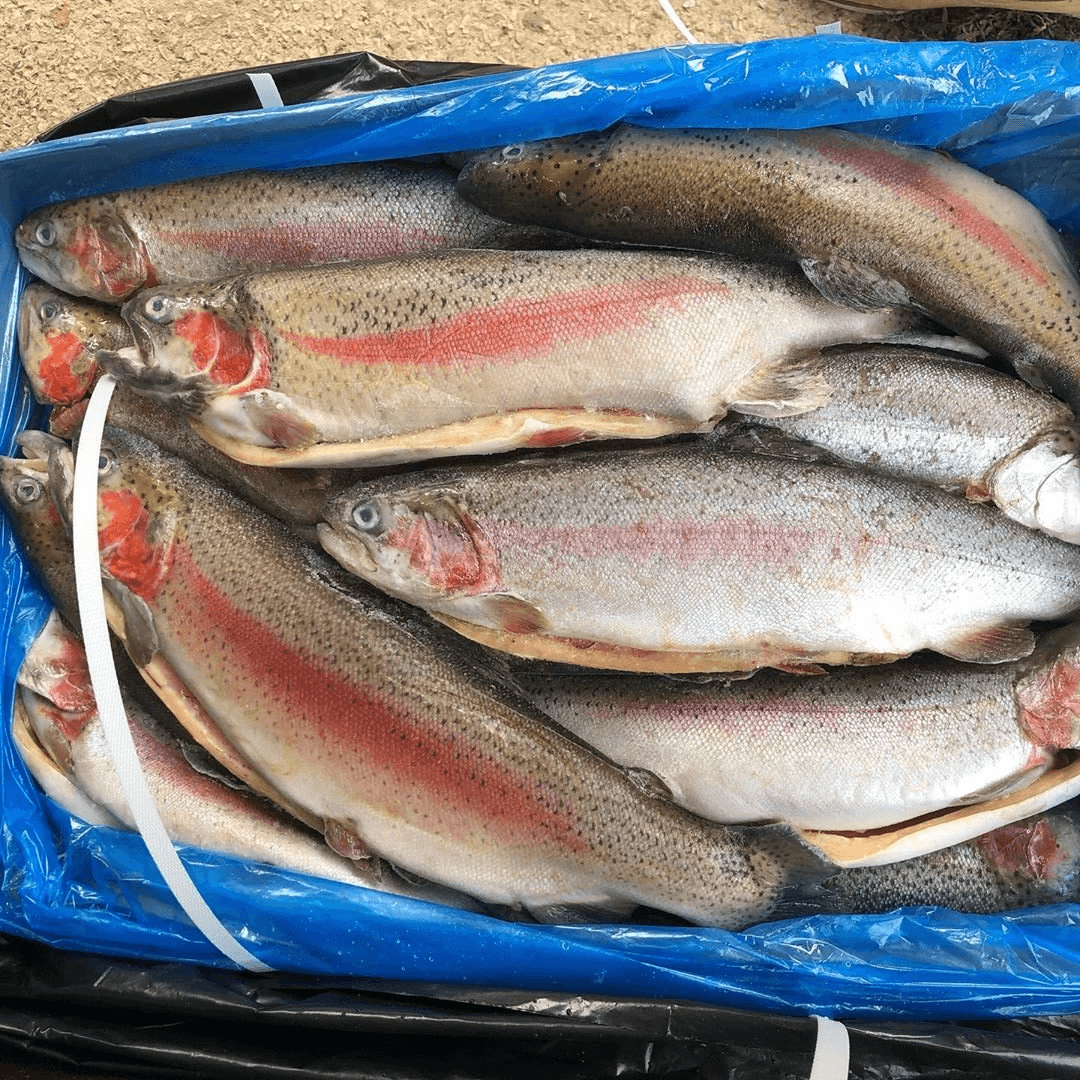 Frozen Trout Wholesalers
