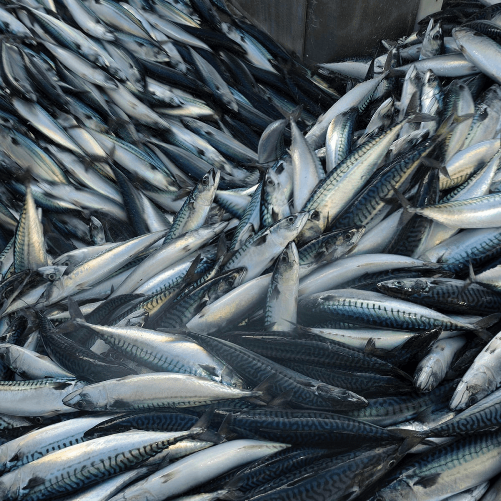 Norwegian Atlantic Mackerel wholesalers