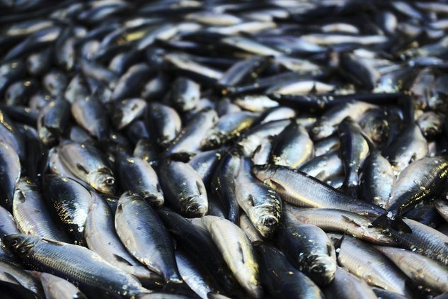 Spring-Spawning Herring Exporters