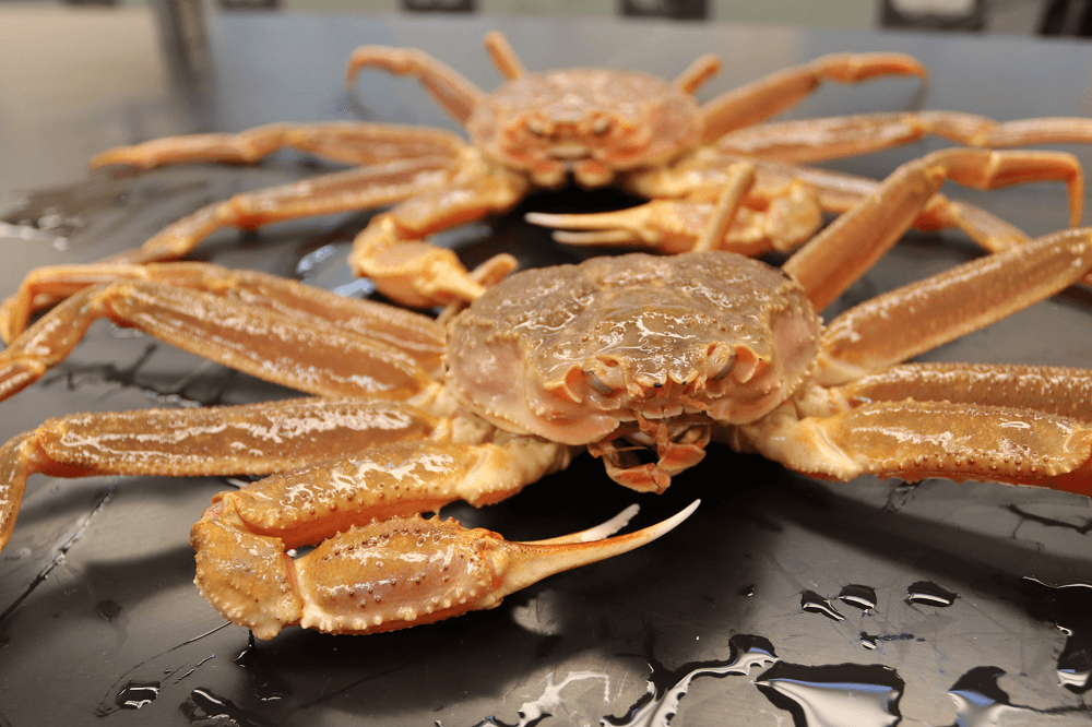 Buy Snow Crab Online
