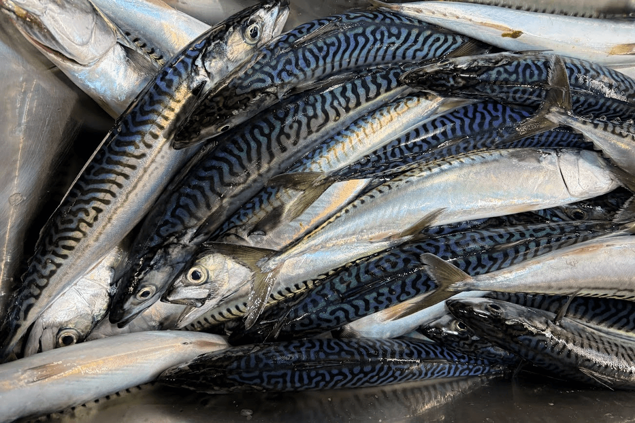 Whole Atlantic Mackerel