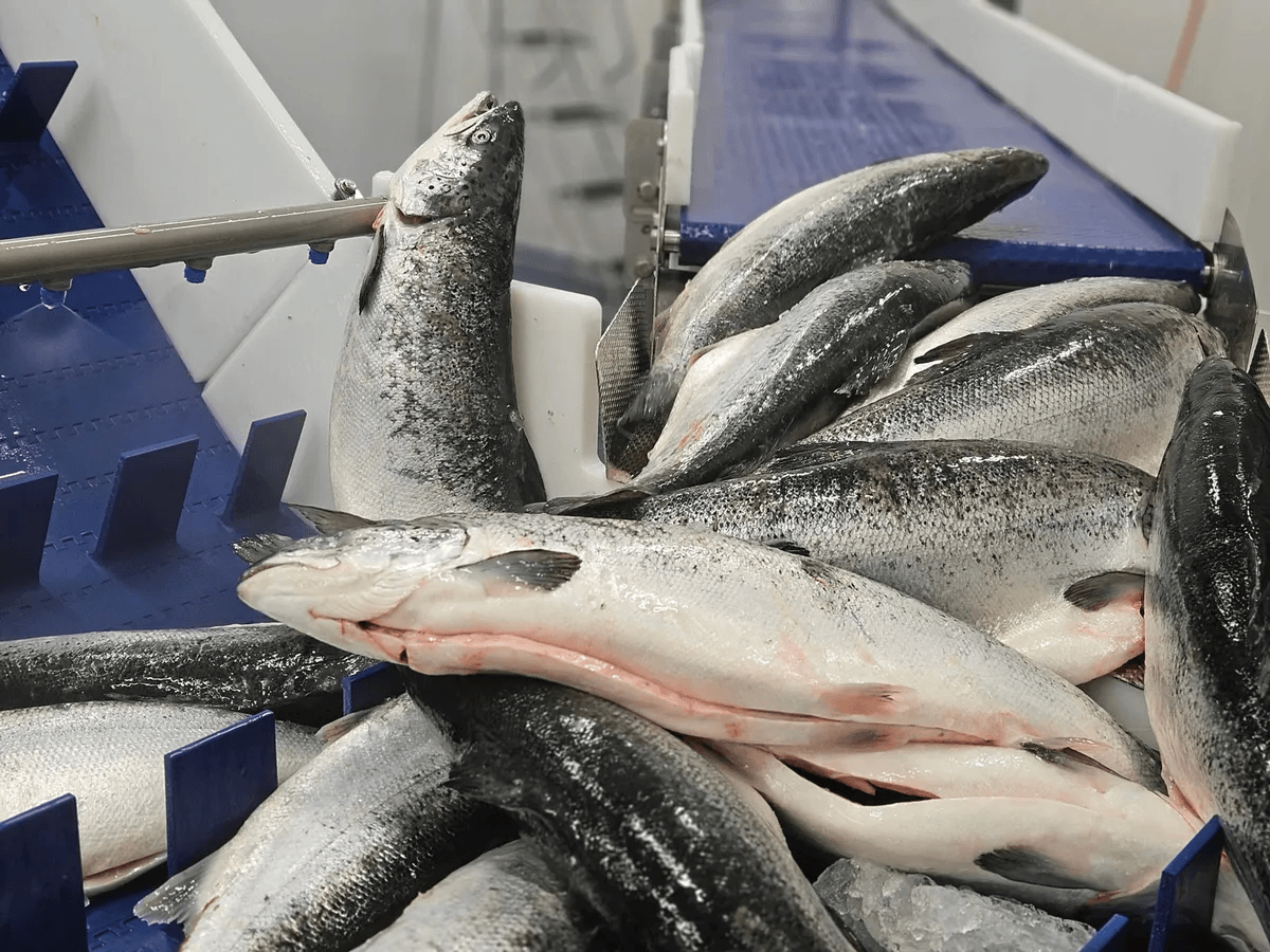 Buy whole Atlantic Salmon