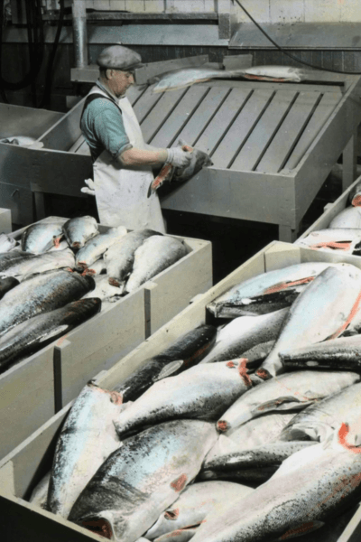 Seafood Packaging